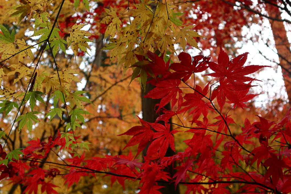 円通院の紅葉