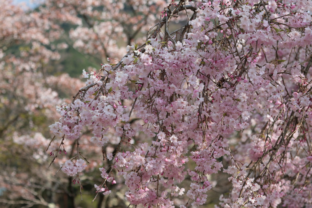 桜