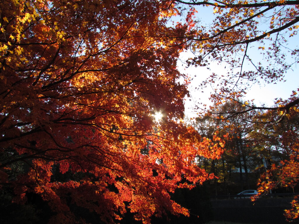 ちょびっと紅葉