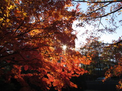 ちょびっと紅葉