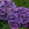 紫陽花