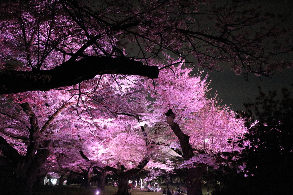 夜桜