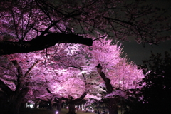 夜桜