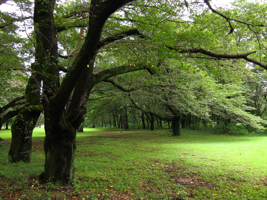 公園の緑