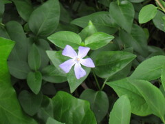 お花