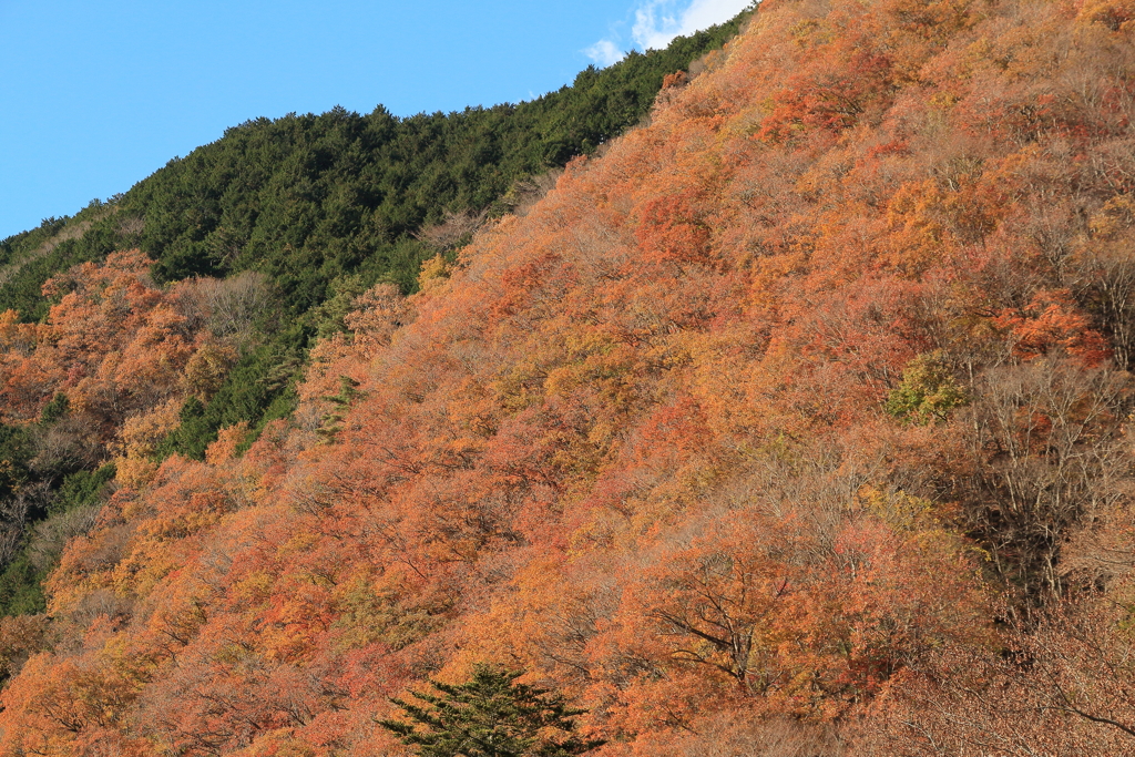 秋の山の眺め