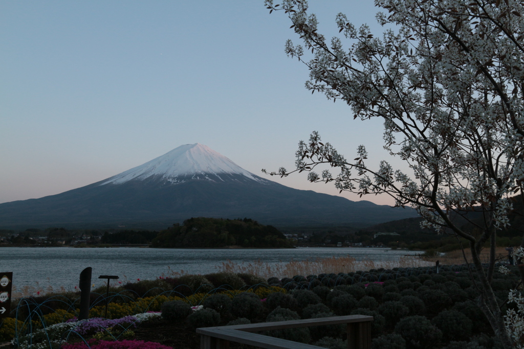 大石公園からの富士山