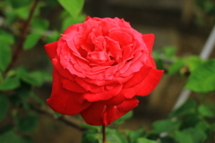 真っ赤な薔薇