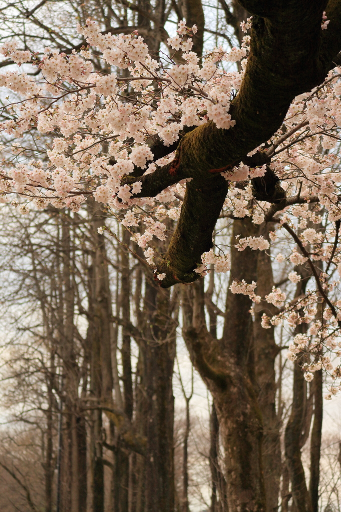 桜と並木