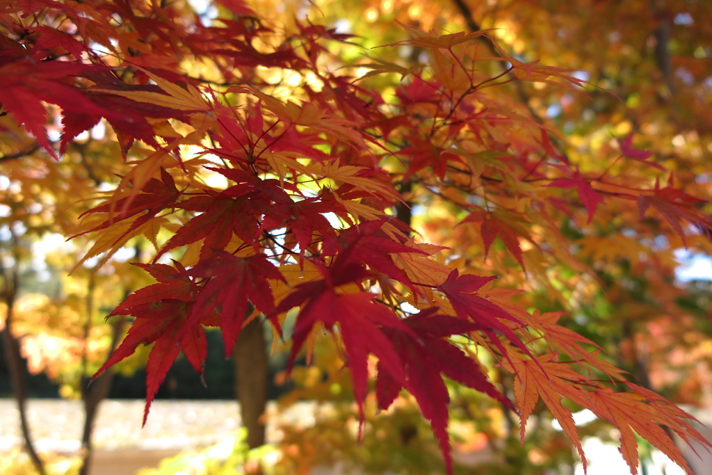 長野の紅葉