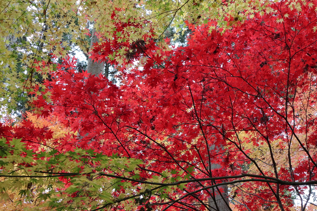 円通院の紅葉