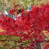円通院の紅葉