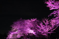 夜桜
