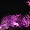 夜桜