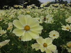 イエローのコスモス。