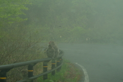 霧の中の猿