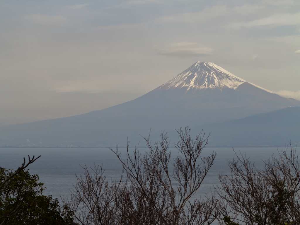 海と枝と富士山。