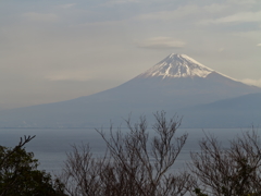 海と枝と富士山。