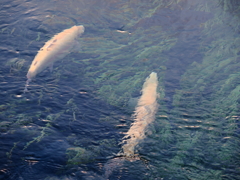 忍野八海の湧池*