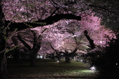 夜桜