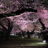 夜桜