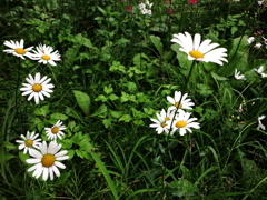 平家の里・マーガレット