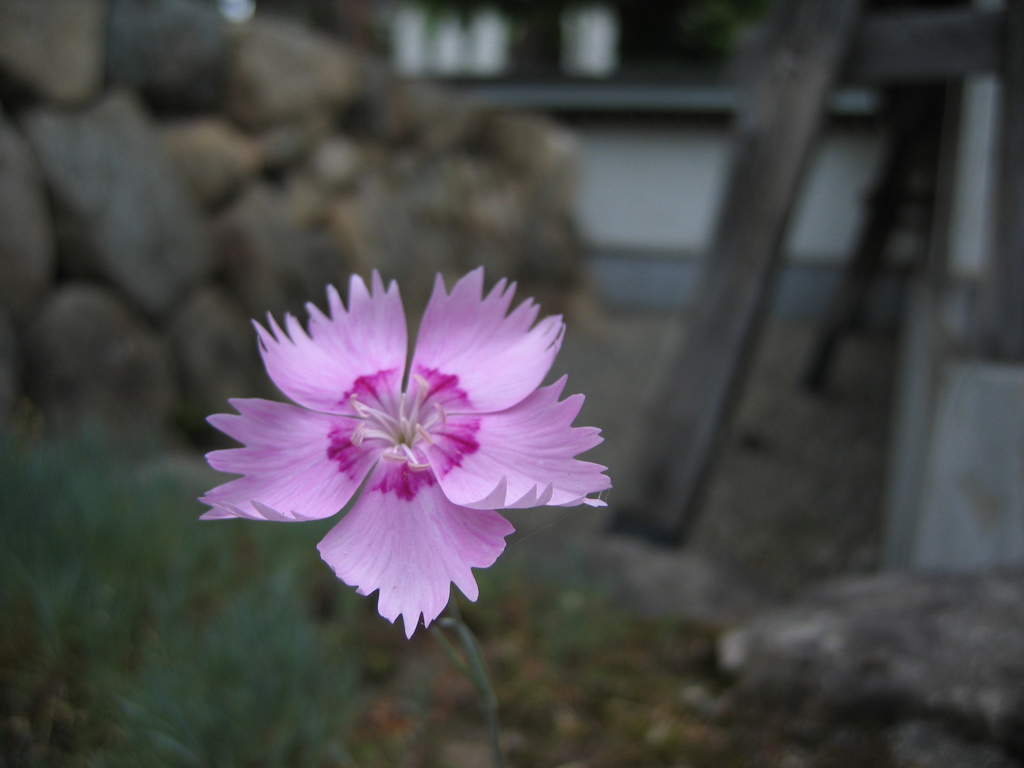 お花。