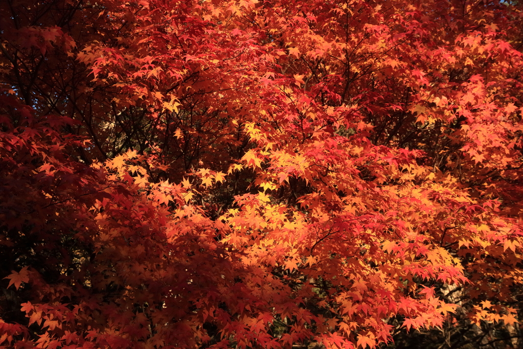紅葉