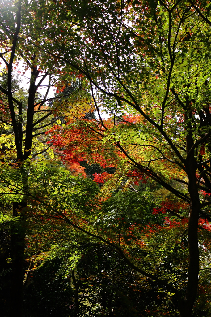 高山城跡の紅葉***
