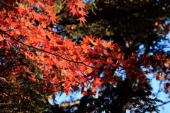 紅葉