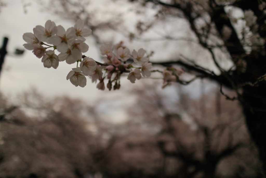 桜