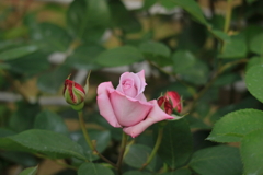 ピンクな薔薇
