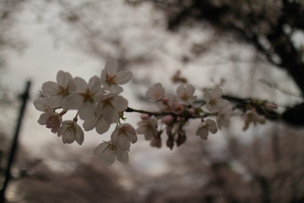 桜