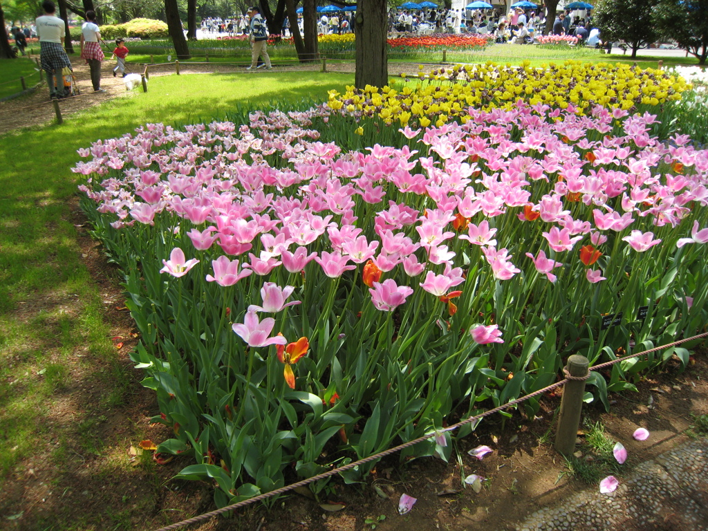 国営昭和記念公園にて*