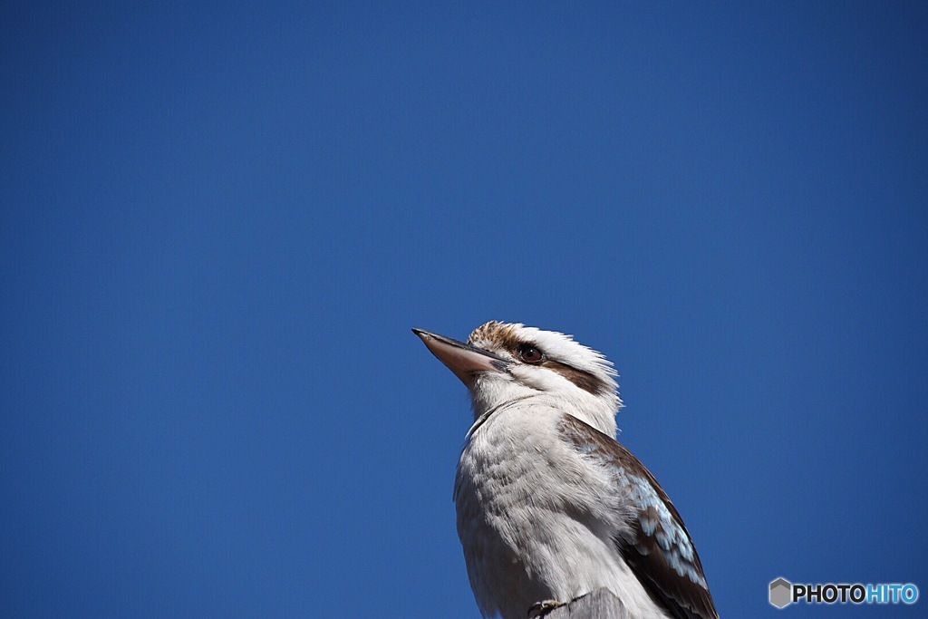 Wild Kookaburra