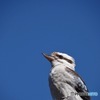 Wild Kookaburra