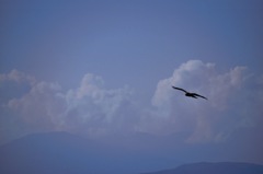 Sky, Cloud and Kite