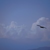 Sky, Cloud and Kite