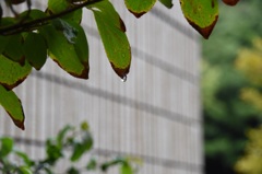 秋の長雨