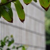 秋の長雨