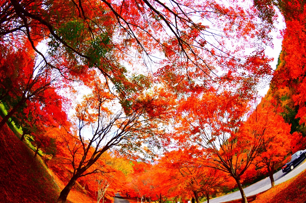 紅葉