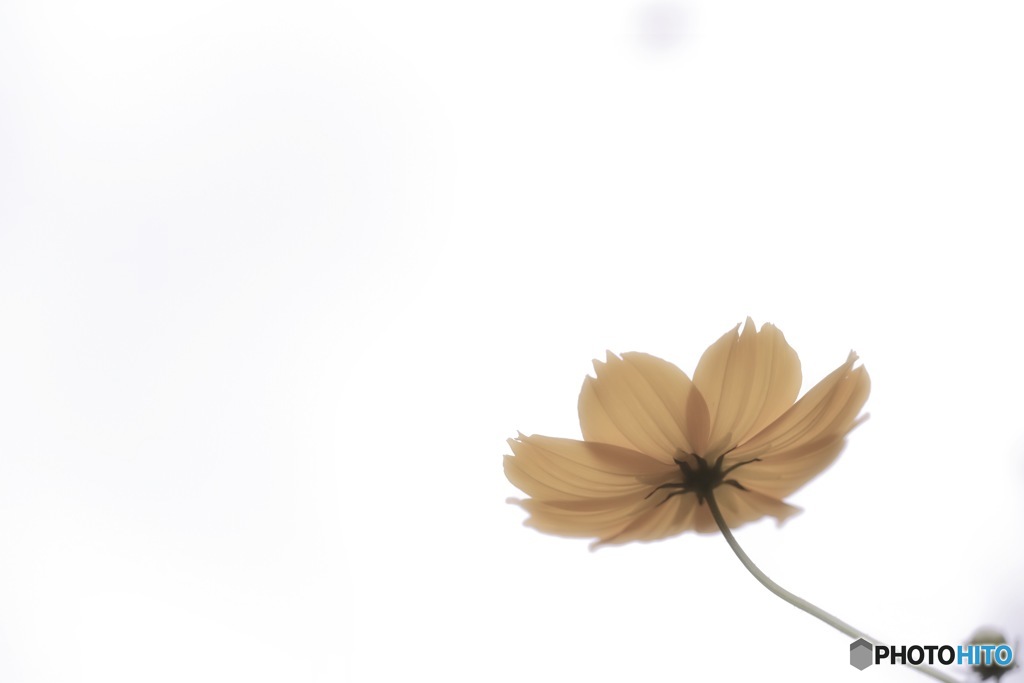 秋桜