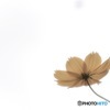 秋桜