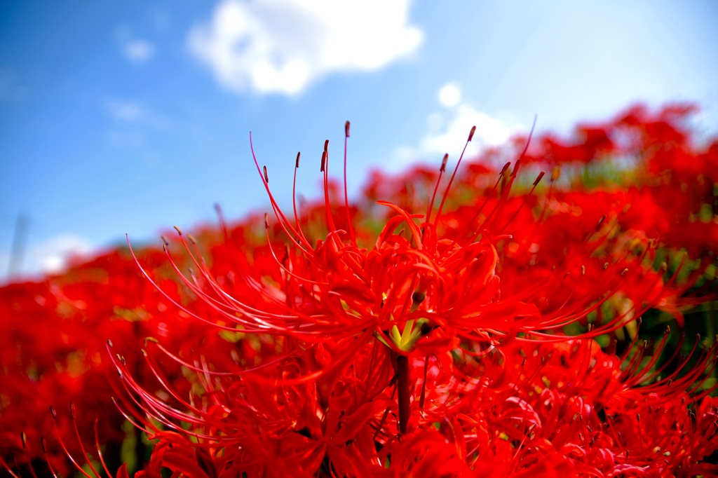 Red & Blue