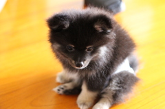 ウチのわんこ