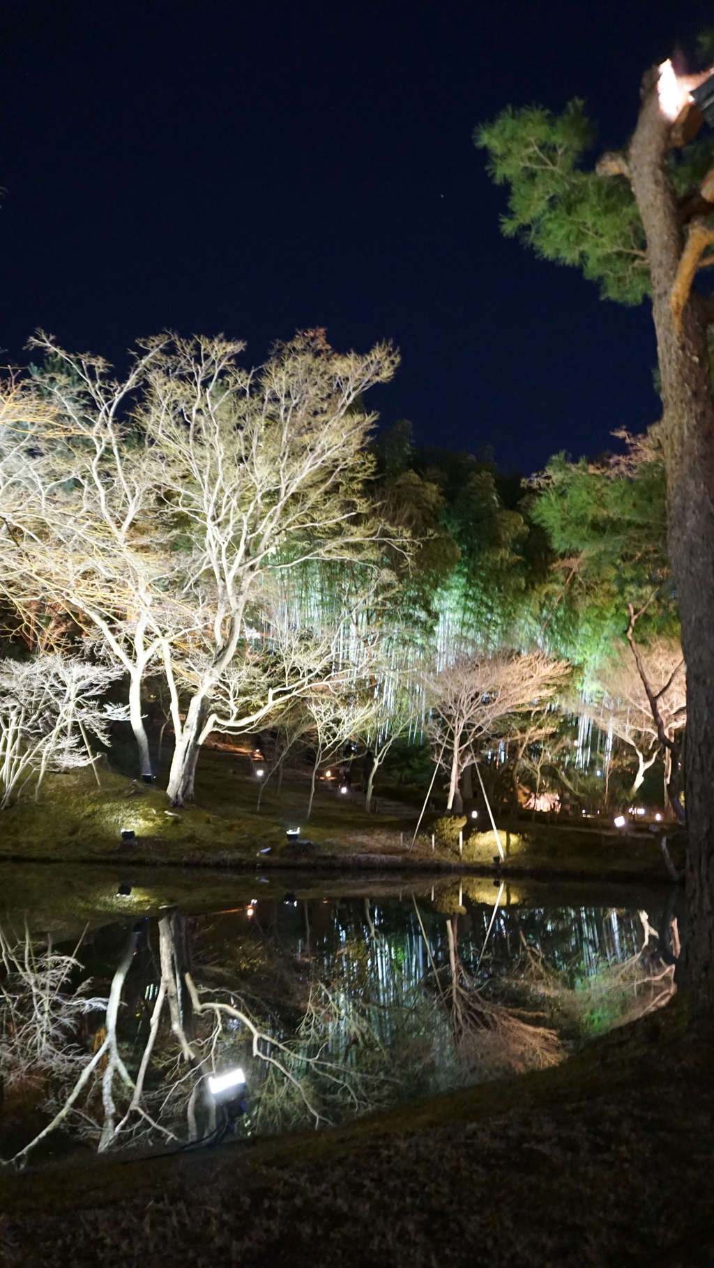 臥龍池に映る樹影　その二