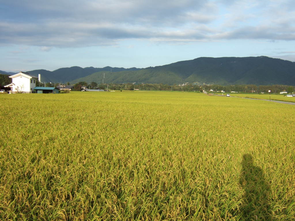 夏だから