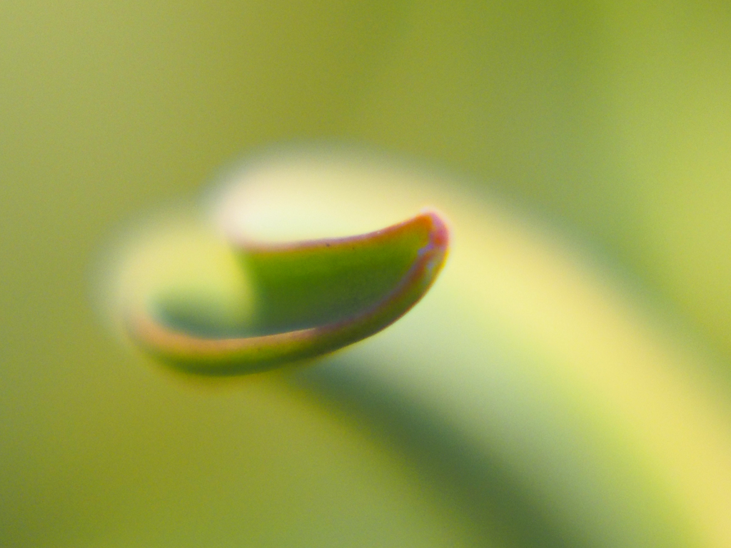 tulip　ー くるりん ー