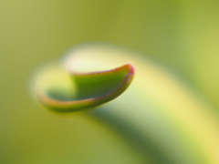 tulip　ー くるりん ー