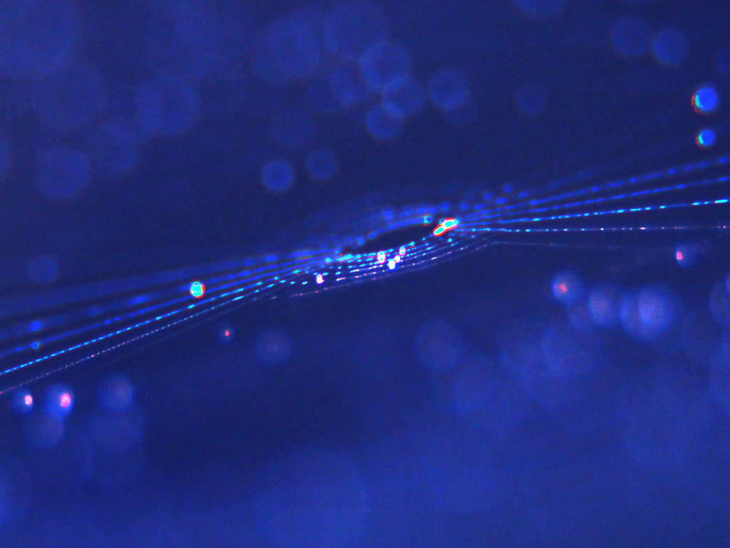 宇宙　ー 蜘蛛の巣 ー
